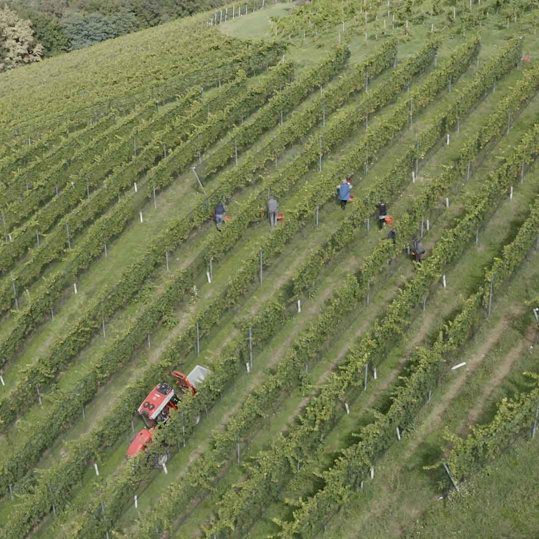 Kodolitsch-Weinernte-001-1zu1