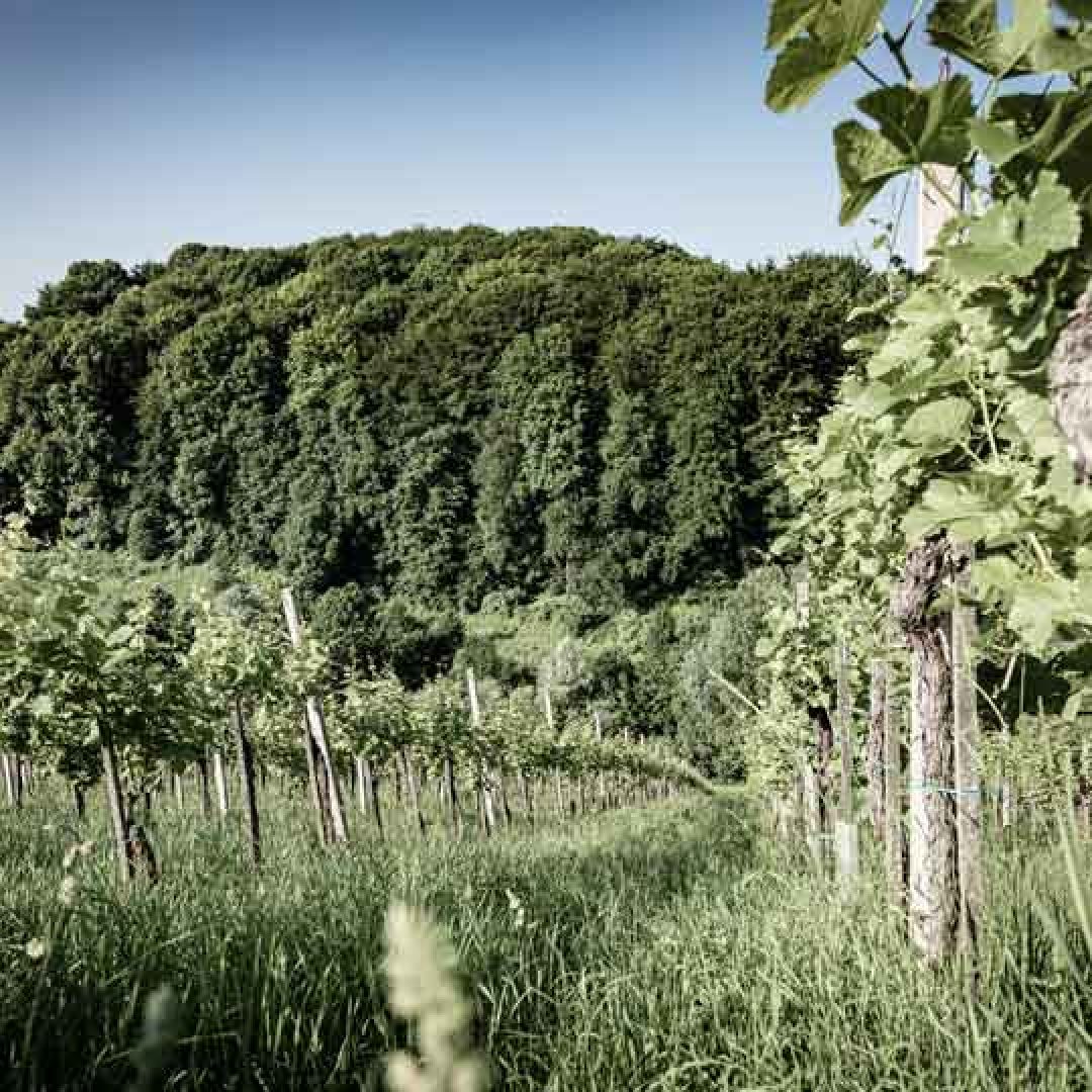 Kodolitsch-Weingarten-001-1zu1