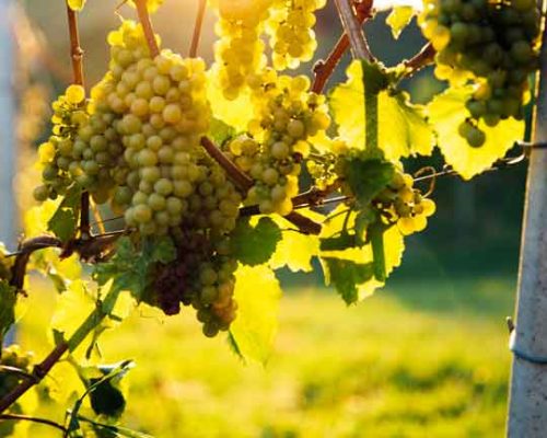 Kodolitsch-Weingarten-002-5zu4